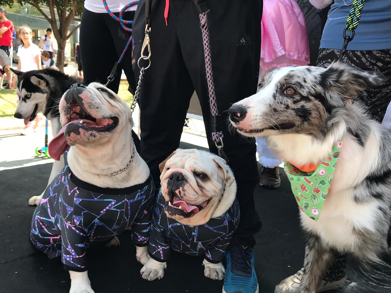 Quatro cães de diferentes raças aparecem na foto em cima do palco do evento. Eles estão em suas coleiras seguradas por seus donos
